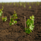 Asma ve Erik Fidanında Anaç Seçiminin Önemi