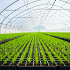 Doğru Fide ve Fidan Seçimi Verimi Nasıl Etkiler?