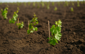 Asma ve Erik Fidanında Anaç Seçiminin Önemi