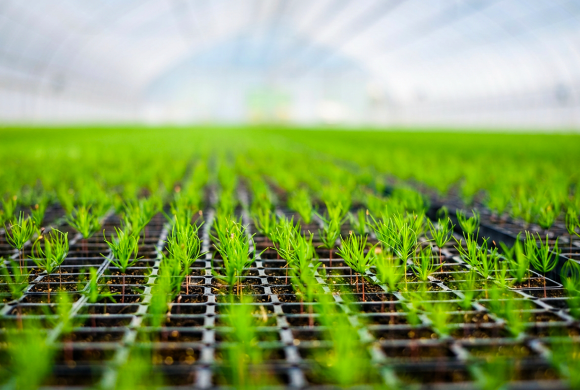 Her tohumdan maksimum çimlenme, minimum kayıp.