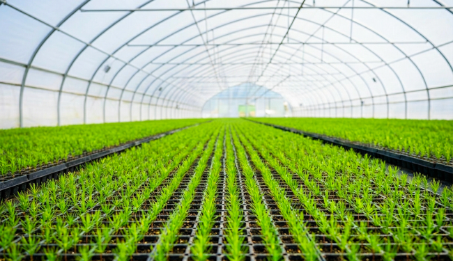 Doğru Fide ve Fidan Seçimi Verimi Nasıl Etkiler?