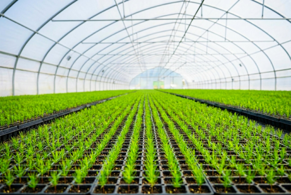 Tek fide satmıyoruz; bir üretim sistemi kuruyoruz.