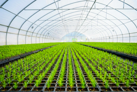 Doğru fide, doğru sistemle yetişir.