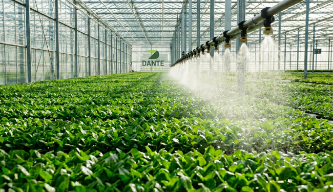 Modern Seralarda Fide Üretiminin Geleceği